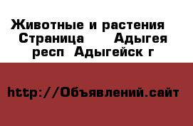  Животные и растения - Страница 10 . Адыгея респ.,Адыгейск г.